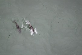 Missing Picture